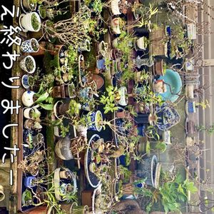 盆栽,小品盆栽,ミニ盆栽,お庭の植物,iPhone撮影の画像