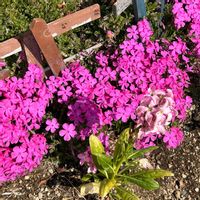 シバザクラ,近所,多肉好きな人と繋がりたい,横浜タニラー,バラと夢CLUBの画像