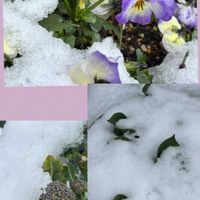 チューリップ,ブロッコリー,パンビオさん,癒し…♡,繋がりに感謝✨の画像