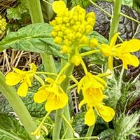 ルッコラ,タアサイ,ターサイ,紫高菜,ムラサキタカナの画像
