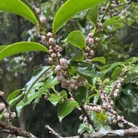 ヒサカキの画像