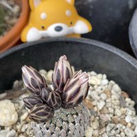 ハーデンベルギア,兜丸,銀手毬,縮玉,精巧殿の画像