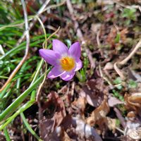 クロッカス,開花,球根植物,大好きな花の画像
