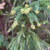 スギ,スギ,アシタバ,ビャクシン,ビャクシンの画像