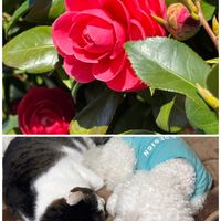 スイセン,夏みかん,つばき,八重 椿,ネコ好きの画像