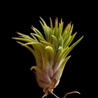 チランジア,イオナンタ,エアプランツの画像