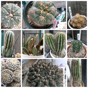 簡易温室,玄関前,玄関アプローチの画像