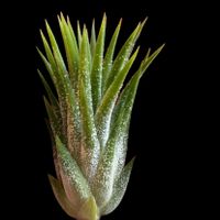 チランジア,イオナンタ,エアプランツの画像