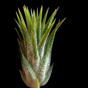 チランジア,イオナンタ,エアプランツの画像