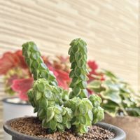 ペペロミア,ペペロミア  コルメラ,多肉植物,観葉植物,ペペロミア属の画像