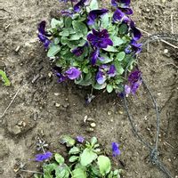 スミレ,庭の画像