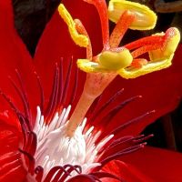 トケイソウの画像