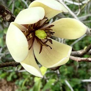 カラタネオガタマ,banana shrubの画像