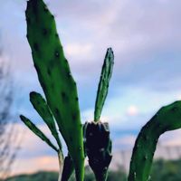 サボテン,サボテン,月兎耳,月兎耳,月兎耳の画像