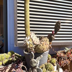 サボテンの寄せ植え,サボテンのっぽさんの画像