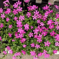 シレネ,シレネ ピンクパンサー(シレネ カロリニアナ),ピンクの花,花のある暮らし,いただきものの画像