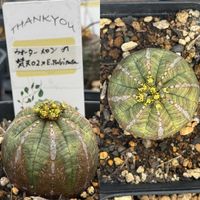 オベサ,E.'bonten'hyb 'Water melon',E.'bonten'hyb 'Water melon',多肉植物,ユーフォルビアの画像