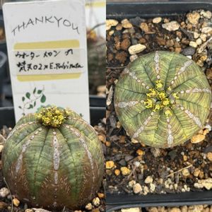 オベサ,E.'bonten'hyb 'Water melon',E.'bonten'hyb 'Water melon',多肉植物,ユーフォルビアの画像