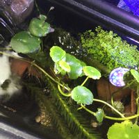 ウォーターマッシュルームの画像