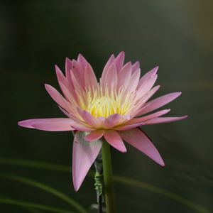 睡蓮,熱帯スイレン,散歩,温室,都立神代植物公園の画像