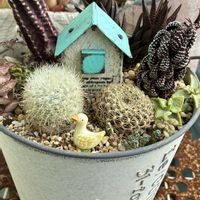 多肉植物,サボテンの寄せ植え,サボテンの日,埼玉タニラー,モフモフ大好きの画像