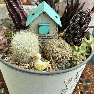 多肉植物,サボテンの寄せ植え,サボテンの日,埼玉タニラー,モフモフ大好きの画像