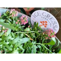 スイートアリッサム ,世界平和,被災地にエールを…。,こんな時こそ花を,森の負けないぞ❗️の画像