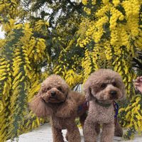 多肉植物,花のある暮らし,ミモザリース,お出掛け先,花いろいろの画像
