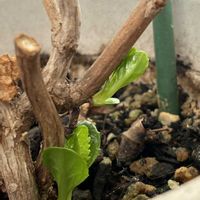 アジサイ,アジサイ （スミダノハナビ）,芽が出ました,成長記録,楽しみ〜の画像