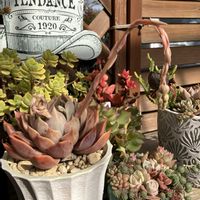 多肉植物,多肉寄せ植え,エケベリア属,花芽,多肉大好きの画像