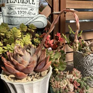 多肉植物,多肉寄せ植え,エケベリア属,花芽,多肉大好きの画像