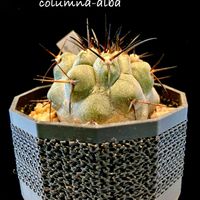 孤竜丸実生,Copiapoa cinerea ssp.  columna-alba,カクタス広瀬,3Dプリンター鉢,窓辺の画像