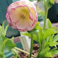 クリスマスローズ,鉢植え,雨上がり,花が好き,我が家のお花の画像