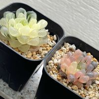 ハオルチア,ハオルチア,多肉植物,観葉植物,ハオルチア属の画像