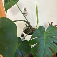 モンステラ,リビング,DAISO,観葉植物のある暮らし,ちいさな幸せ♡の画像