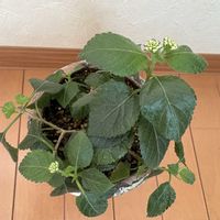 グリーン,窓辺の画像