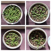 グリーン,窓辺の画像