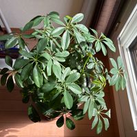 グリーン,窓辺の画像