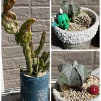 碧魚連,ドルフィンネックレス,サボテンの日,☆うちわサボテン☆,サボテン　ランポー玉の画像