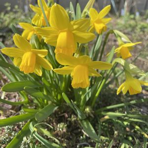 スイセン,スイセン　テータテート,放置栽培,神奈川県,庭の画像