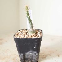 パキポディウム・サキュレンタム,観葉植物,塊根植物,成長記録,パキポディウム属の画像