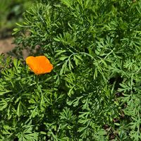 ヒヤシンス,ヒヤシンス,花菱草,花菱草,カリフォルニアポピーの画像