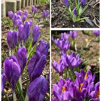 クロッカスの画像