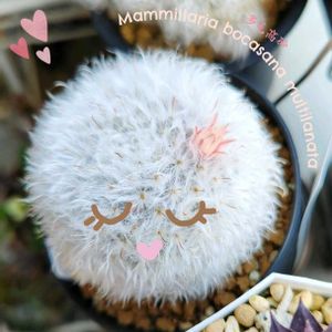 サボテン,碧魚連,ネリー（弦相菊）,ネリー,高砂の画像