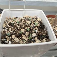 ミセバヤの画像