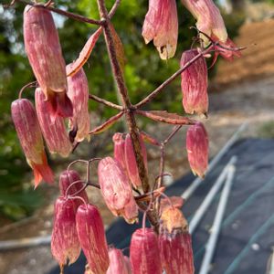 セイロンベンケイソウ,セイロンベンケイ,ほったらかし,沖縄,3月の画像