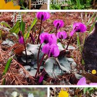 クロッカス,スイセン,原種シクラメンコウム,原種系 スイセン,季節のお花の画像