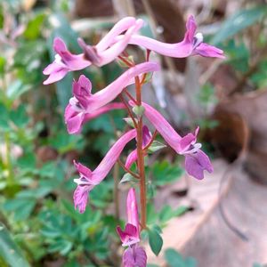 ジロボウエンゴサク,雑草,山野草,野草,山草の画像