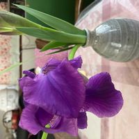 ジャーマンアイリスの画像