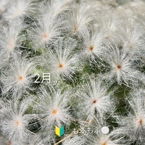サボテン,マミラリア 白星,軒下,今日のお花,自宅にての画像